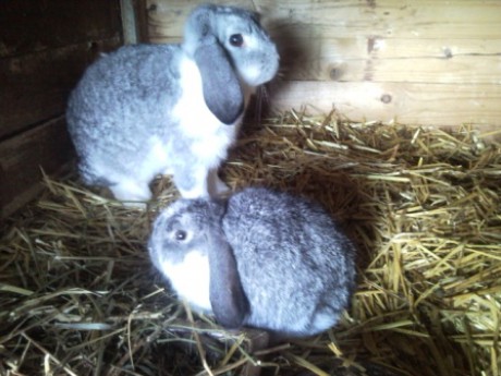 zakrslý beránek barva činčovový strakáč maminka s mládětem.jpg